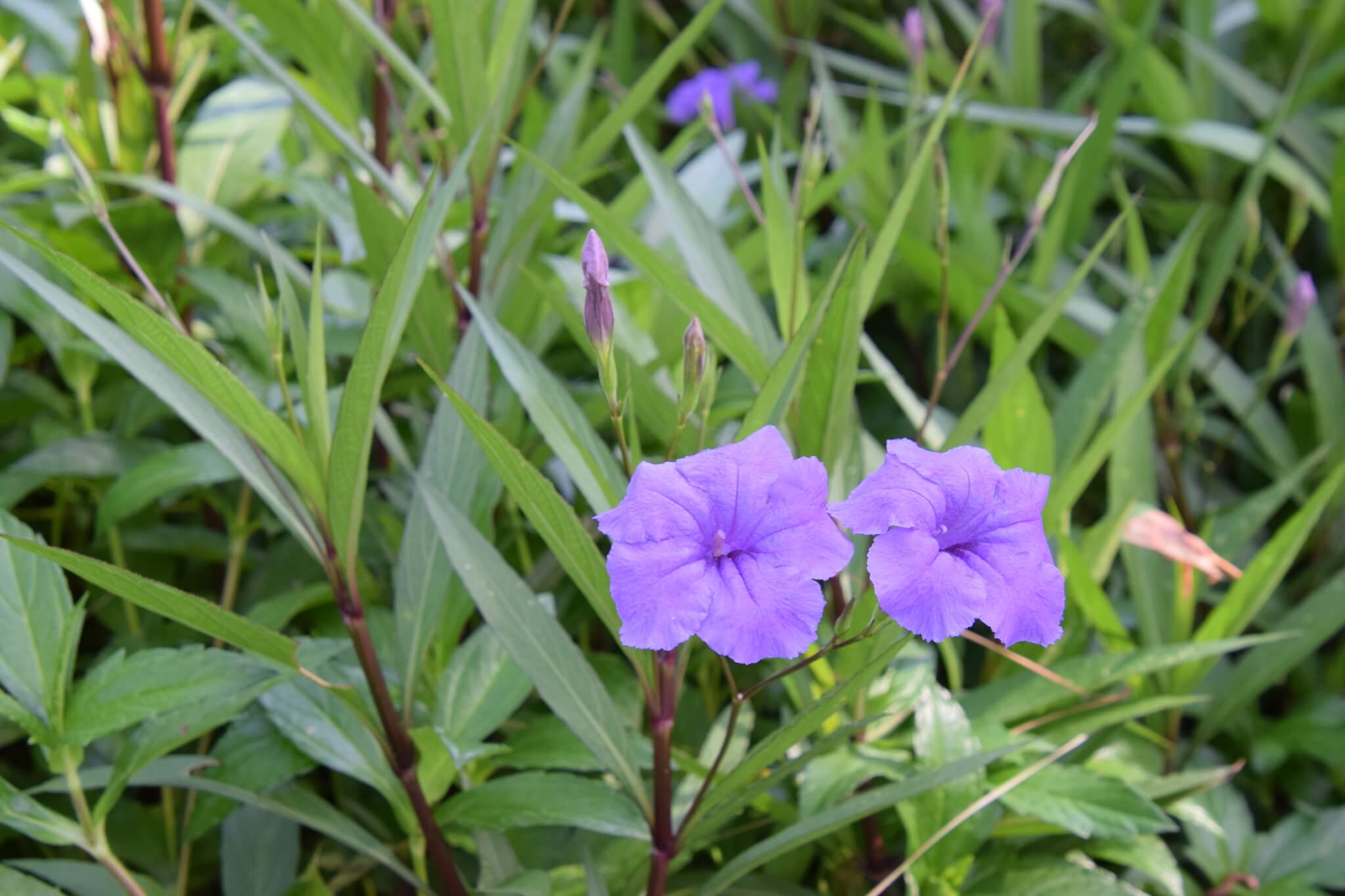 Ruellia simplex